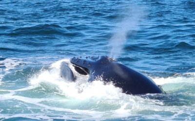 Notre rencontre avec les baleines