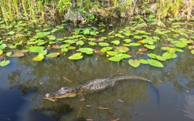 Le parc des Everglades