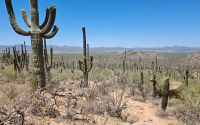 Saguaro National Park