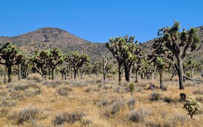 Joshua Tree National Park