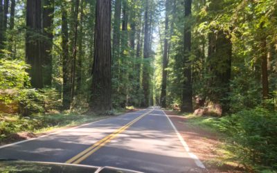 Humboldt Redwoods State Park