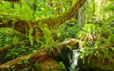 Redwood National Park